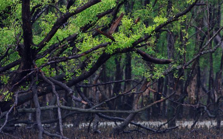  73 Forêt de mangroves à marée basse dans le parc national des Sundarbans, au Bangladesh