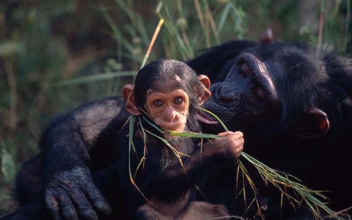 Jeune chimpanzé, Zambie