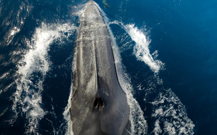 Rorqual Commun et Dauphin
