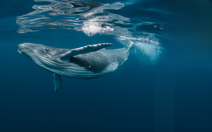 Baleine-Bébé
