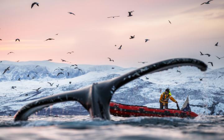 Baleine à bosse, Norvège