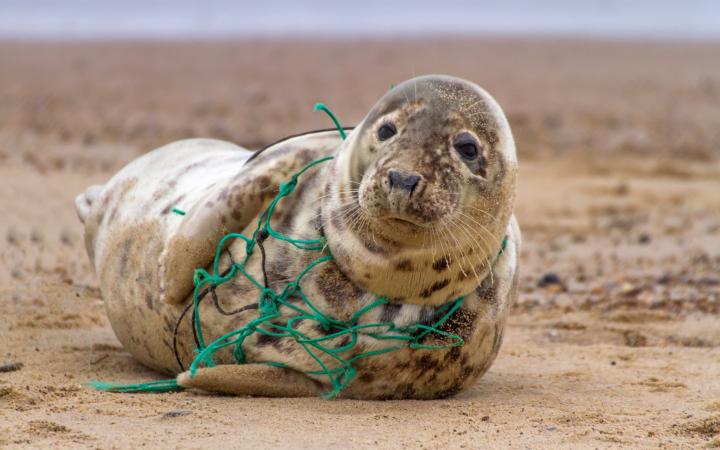 Un phoque gris de l'Atlantique (Halichoerus grypus), tragiquement pris dans les restes d'un filet de pêche