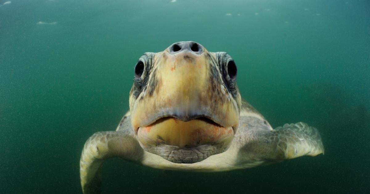Les tortues marines, des animaux menacés | WWF France