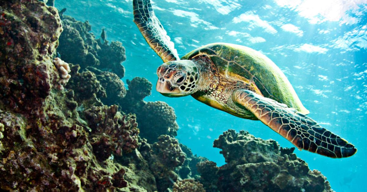 Nouvelle-Calédonie : protéger les tortues marines | WWF France