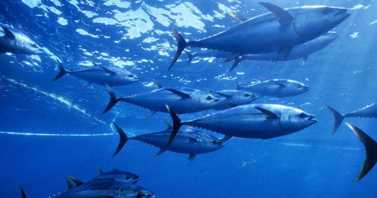 Mieux réglementer la pêche du thon/ WWF France