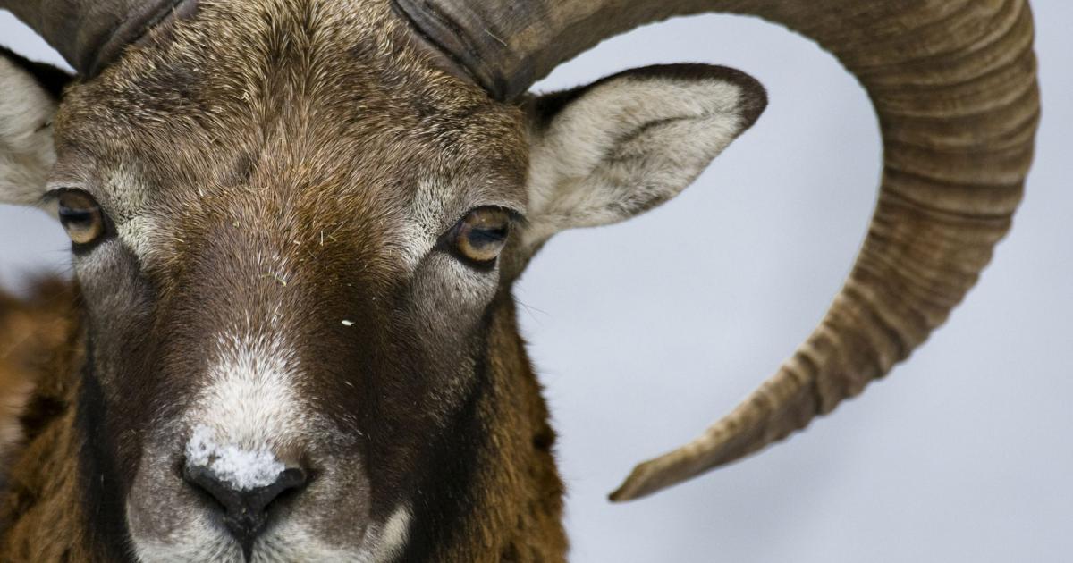 L'argali, une espèce prioritaire | WWF France