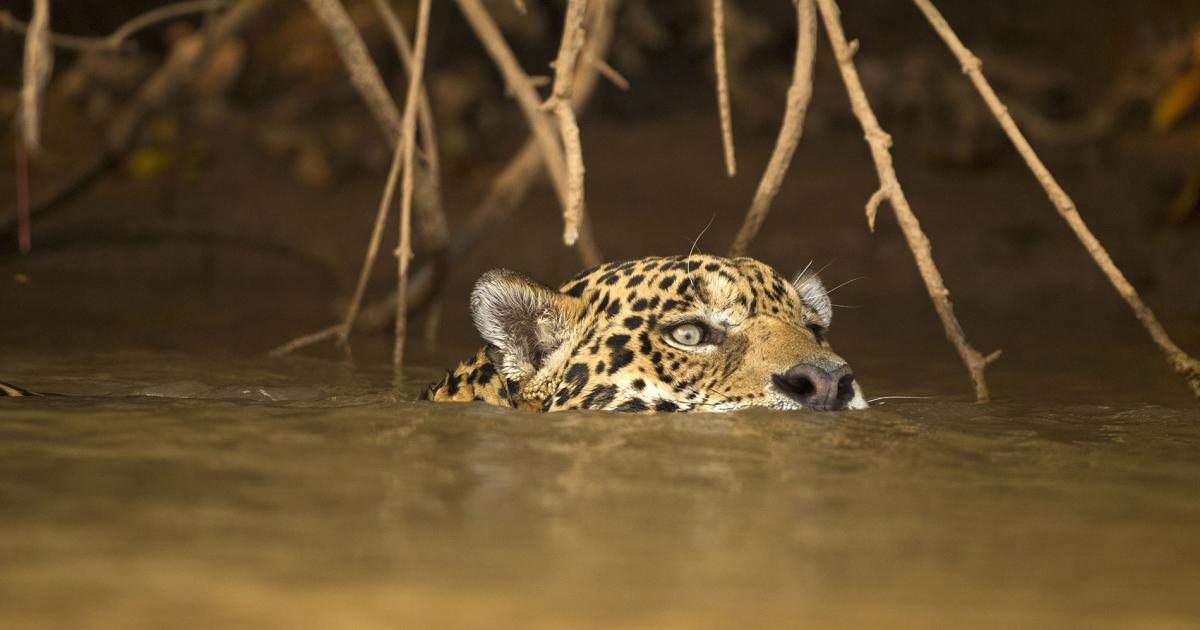 La Nature Face Au Choc Climatique Wwf France La Nature Face Au Choc Climatique Wwf France