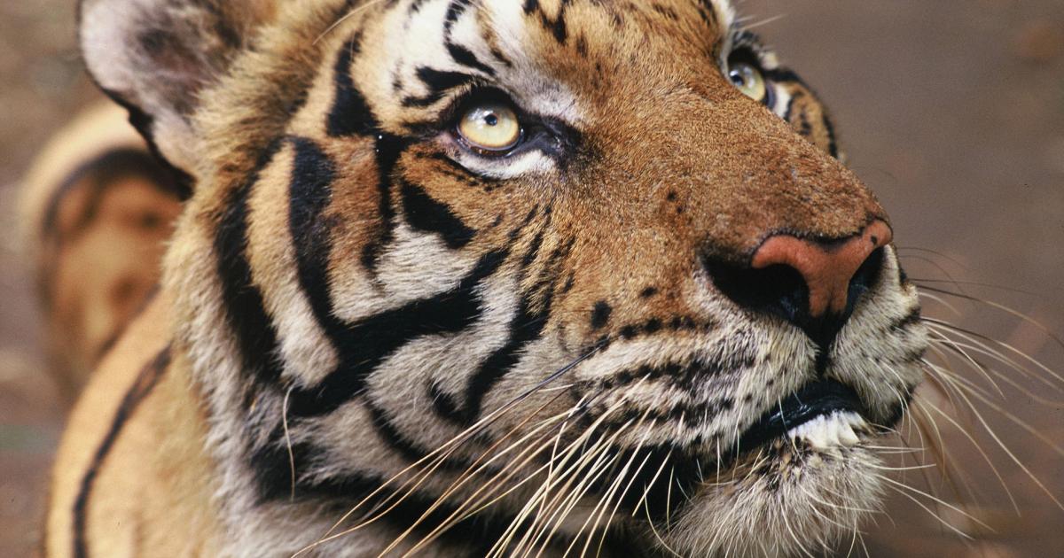 Le tigre une esp ce en danger WWF France Le tigre une esp ce en danger WWF France