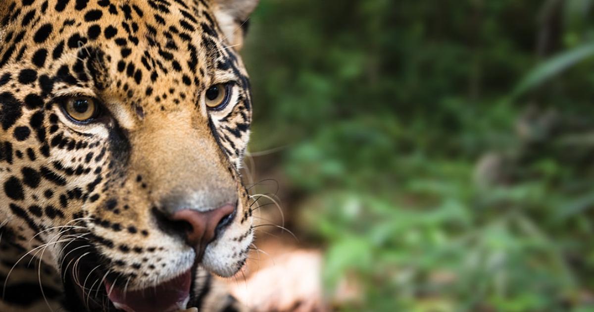 Le jaguar une esp ce prioritaire WWF France Le jaguar une esp ce prioritaire WWF France