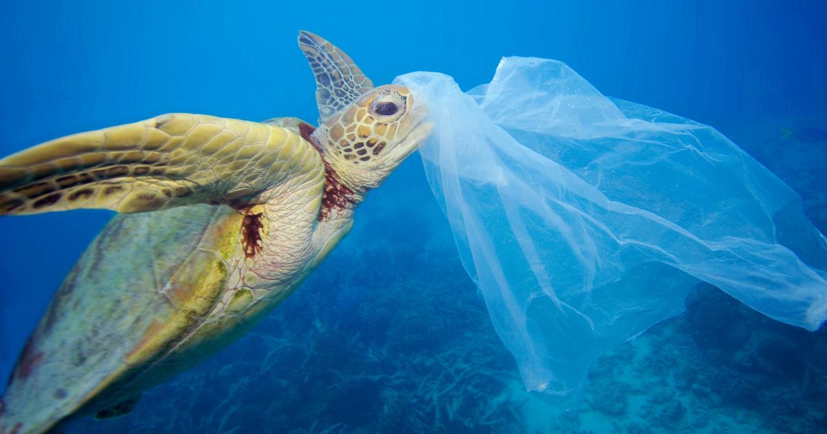 La M diterran e Une mer De Plastique WWF France La M diterran e Une mer De Plastique WWF France