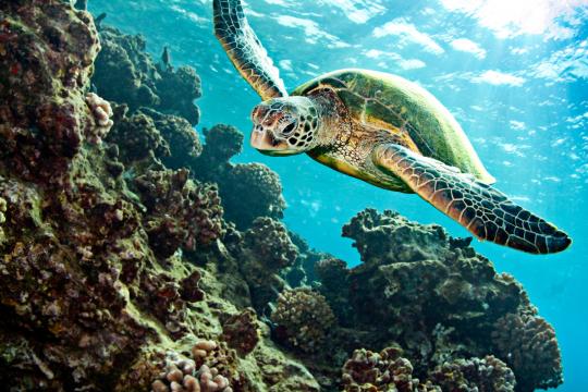 Tortue verte (Chelonia mydas) nageant au dessus du corail