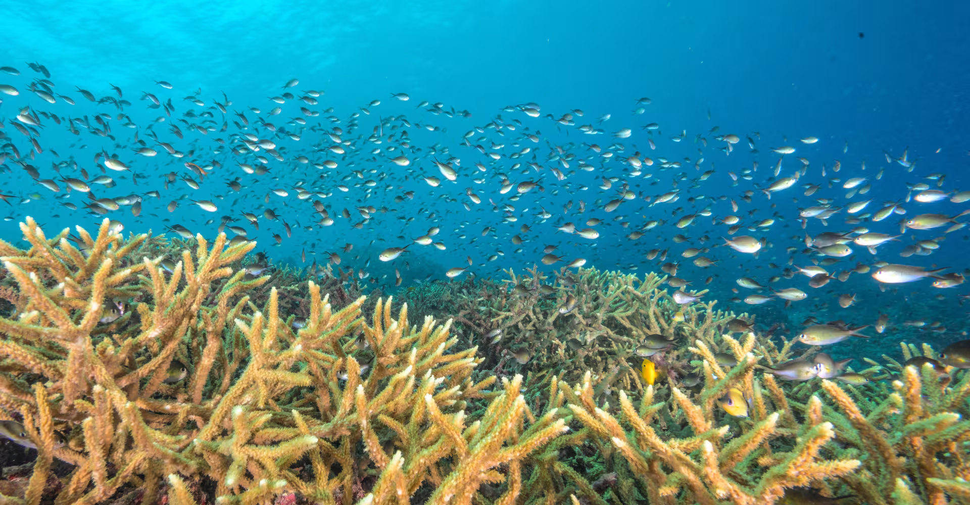 Un banc dense de petits poissons de récif se déplace au‑dessus d’un récif de corail staghorn peu profond, en Nouvelle‑Britannique, Papouasie‑Nouvelle‑Guinée.