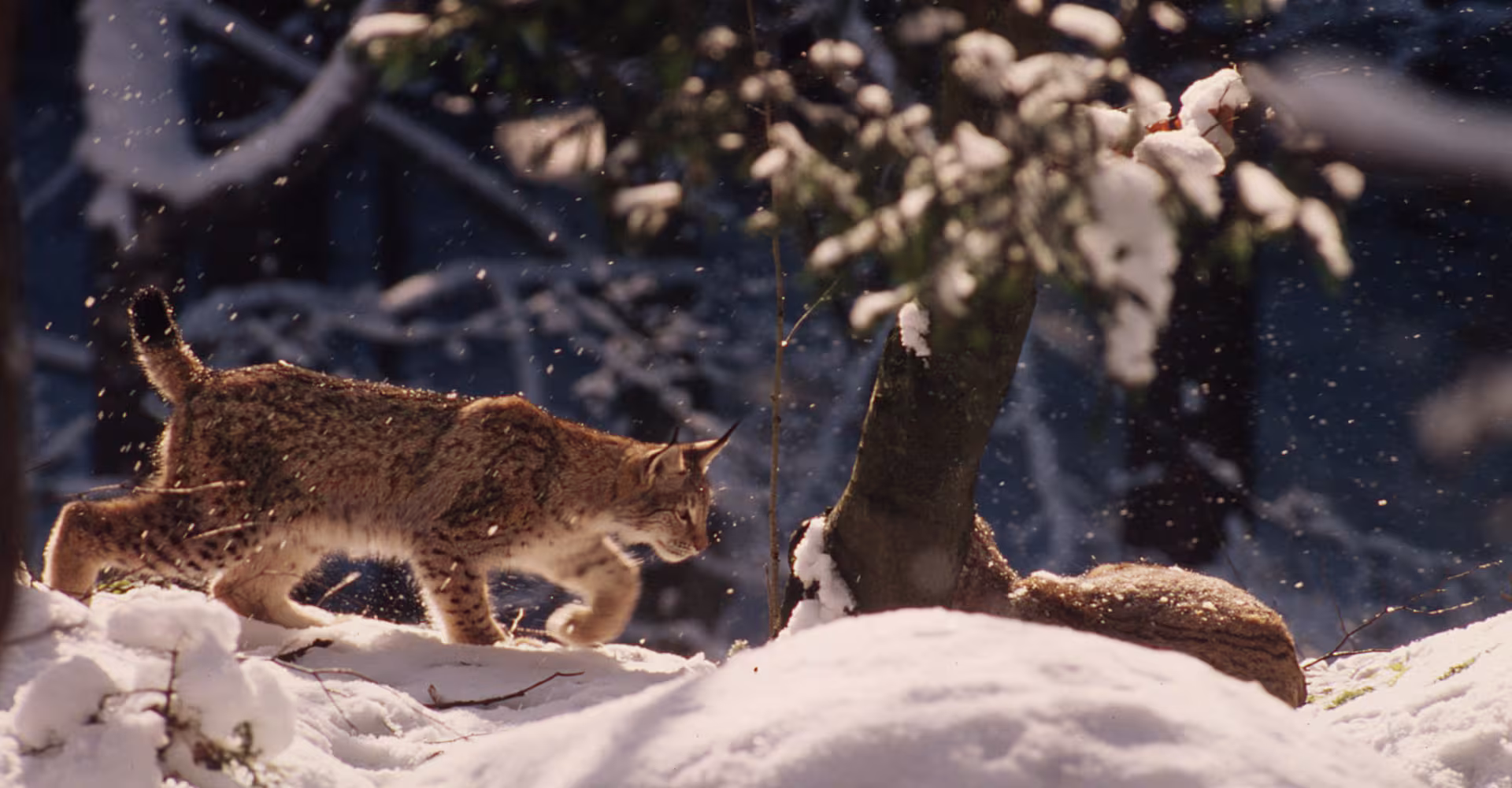 Lynx (Lynx Lynx) dans la neige 