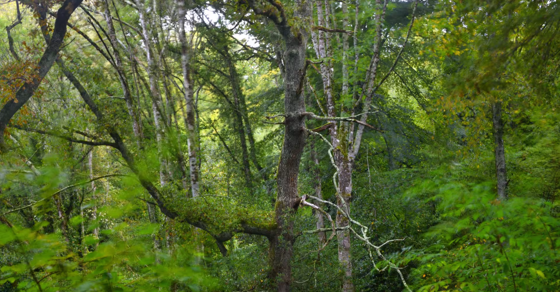 Foret Tilhouse