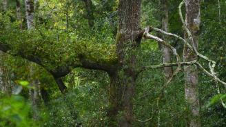 Foret de Tilhouse - partie publique