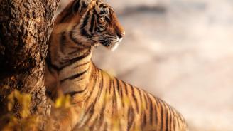 Tigre regarde en arrière au soleil