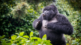 Gorille de montagne (Gorilla beringei beringei), jeune mâle coupé