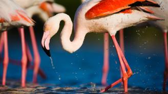 Flamant rose (Phoenicopterus roseus) se baignant dans le lagon, Pont du Gau, Camargue, France