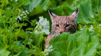 Lynx, Slovaquie