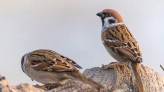 Moineau friquet (Passer montanus).