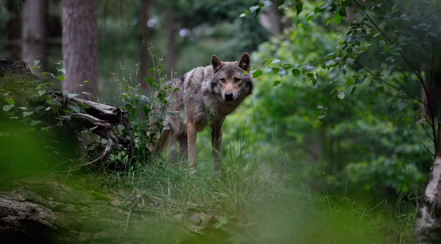 Loup (Canis lupus) dans un zoo (Pays-Bas, Dierenpark Amersfoort)