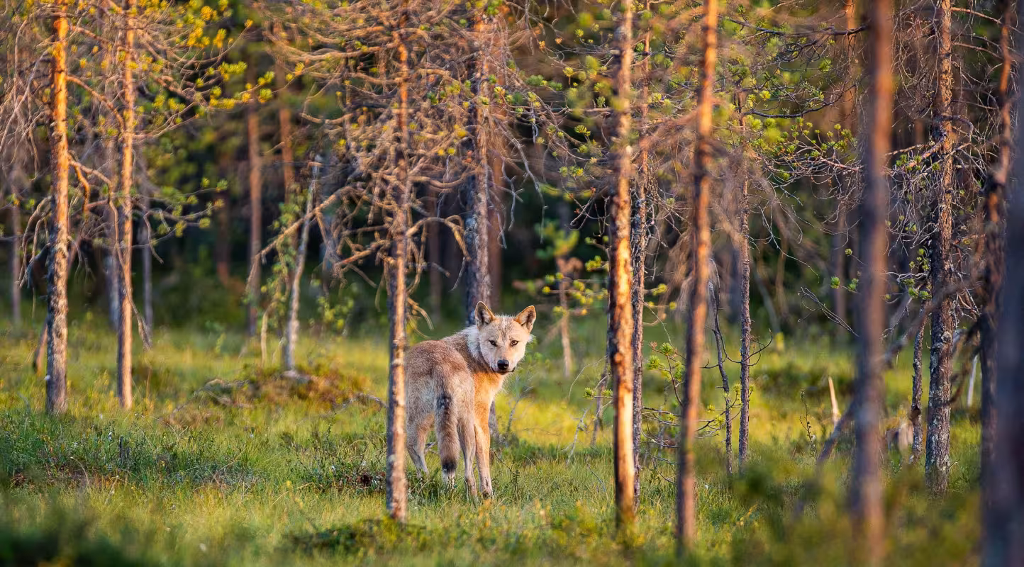 Loup parmi les pins (Canis lupus).