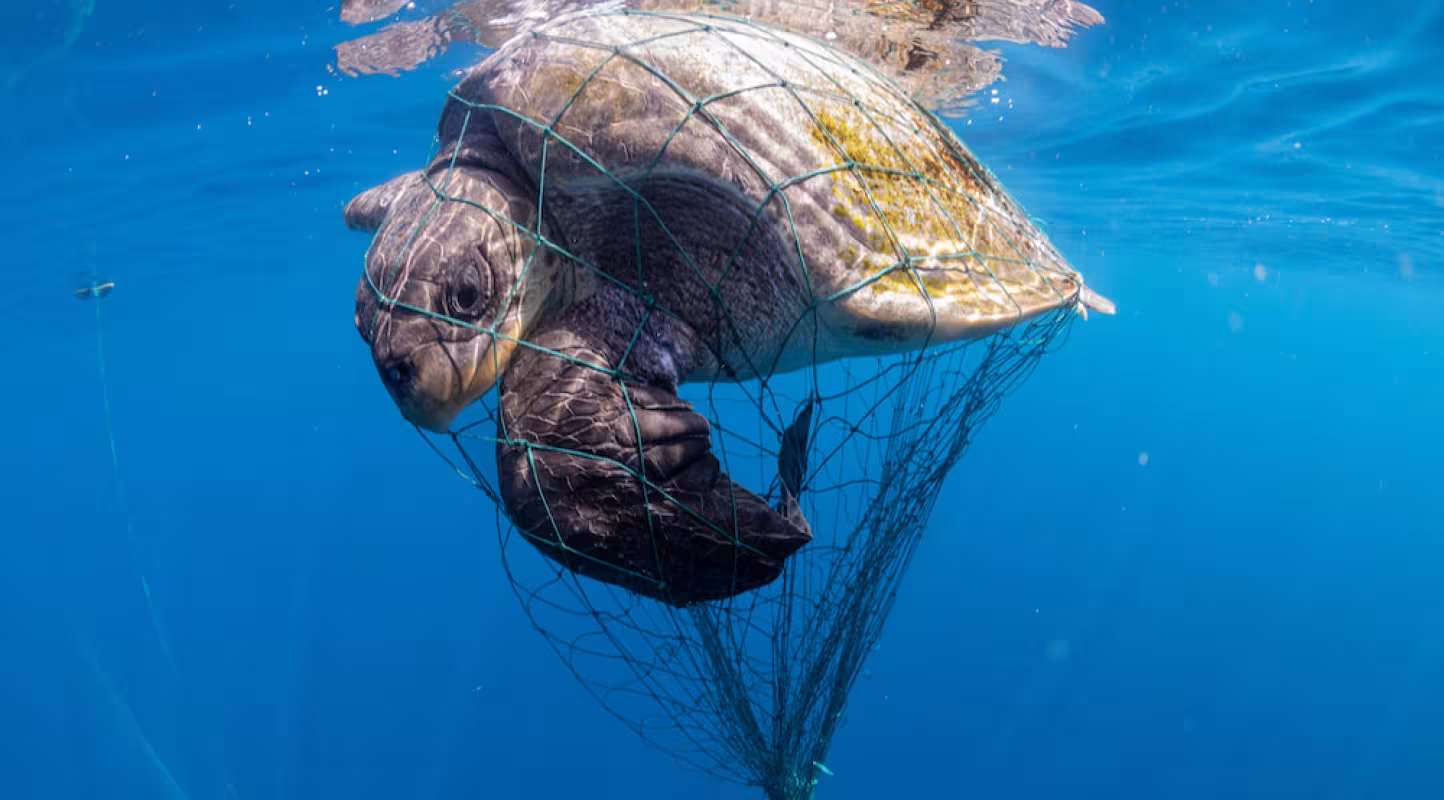 Filet maillant avec une tortue olivâtre (Lepidochelys olivacea) piégée.