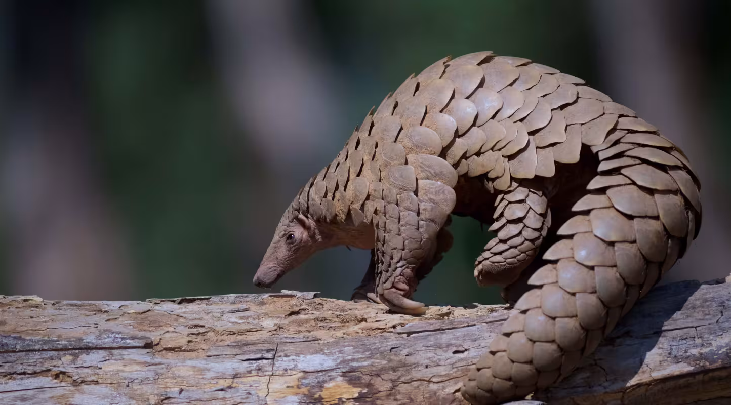 Pangolin indien (Manis crassicaudata) dans la réserve de tigres de Kanha, Madhya Pradesh, Inde.