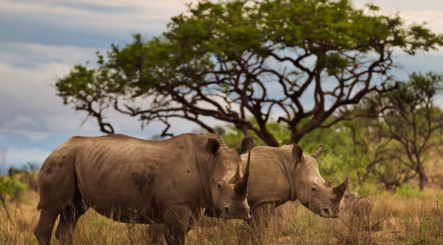 Rhinocéros (Rhinocerotidae)