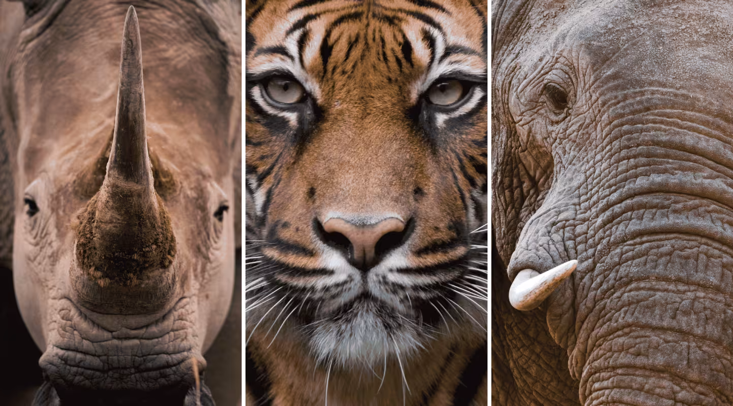 Portrait d'un rhinocéros blanc, d'un tigre de sumatra et d'un éléphant d'afrique
