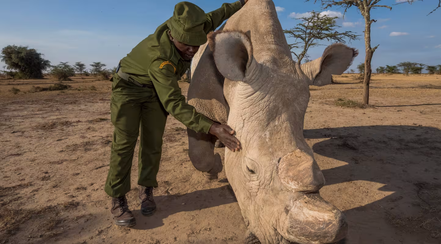 Rhinocéros blanc du Nord (Ceratotherium simum cottoni) soigné par des rangers. Ol Pejeta. Kenya, Afrique.