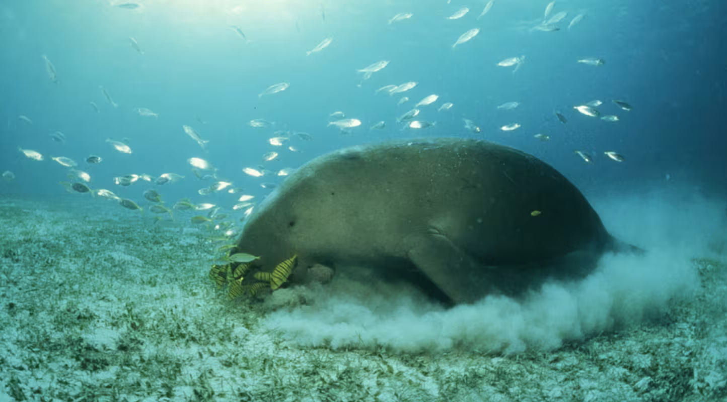 Un dugong en train de paître à Palawan, aux Philippines