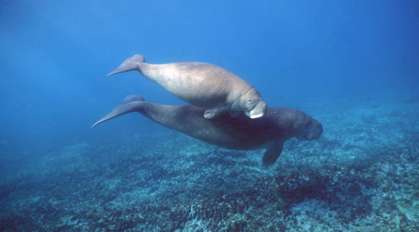 Un dugong accompagné de son petit en train de nager, en Australie.