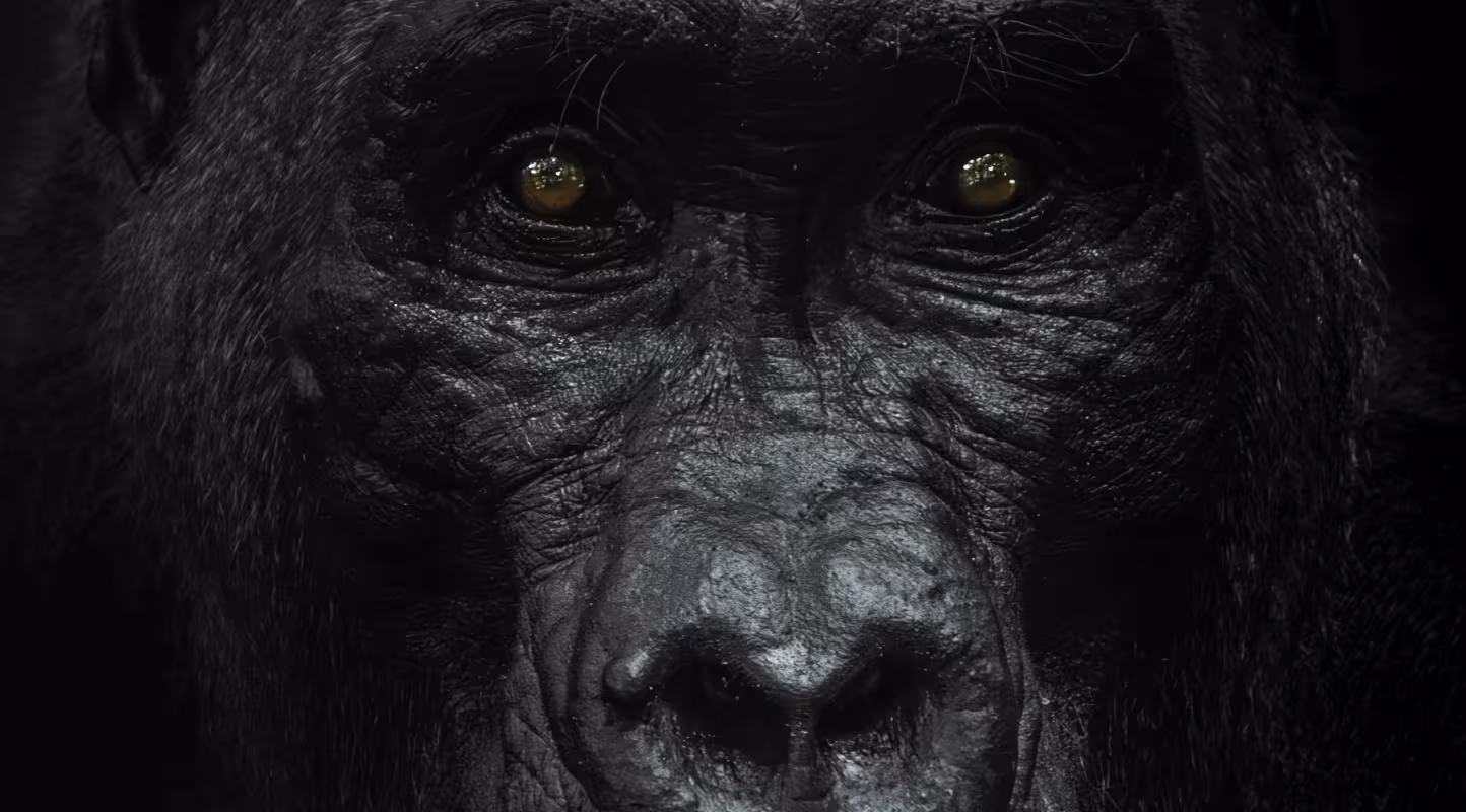 Regard d'un gorille des montagnes