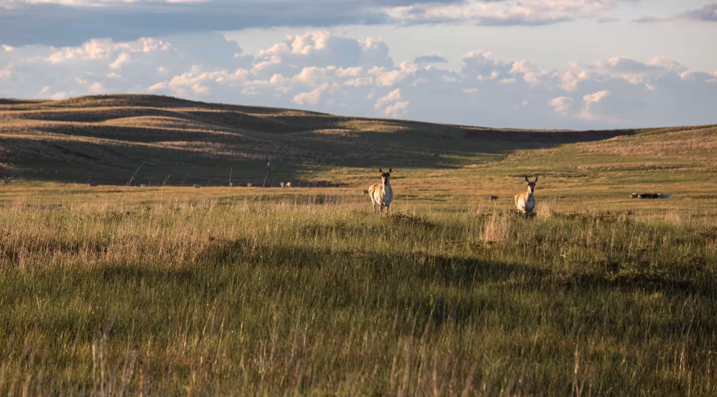 Antilope d'Amérique à Kilgore, Nebraska, États-Unis
