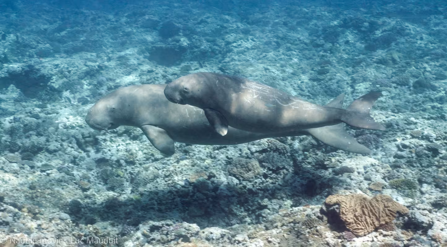 Deux dugongs nageant dans les eaux de Nouvelle-Calédonie