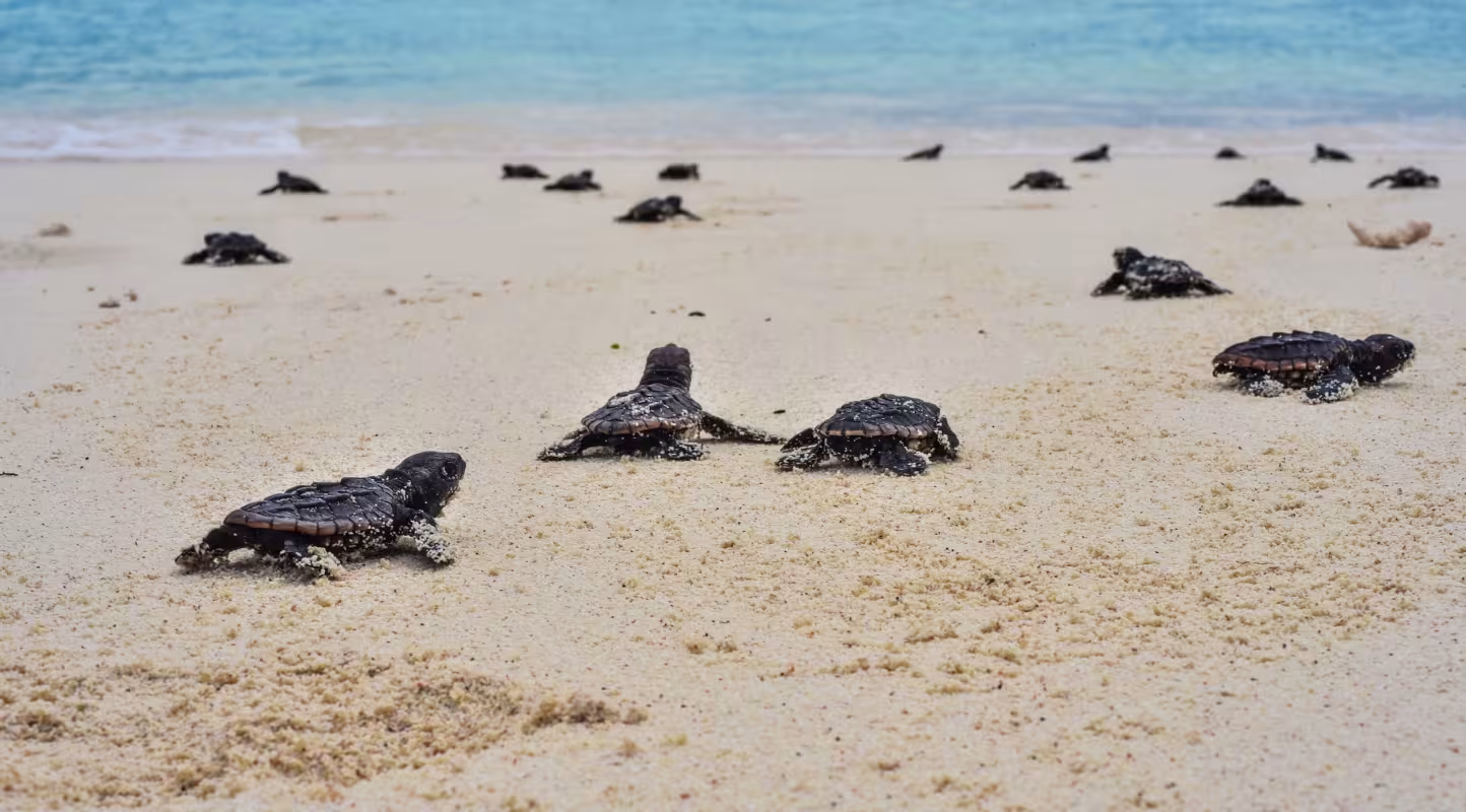 Éclosion de bébés tortues caouannes (Caretta caretta)
