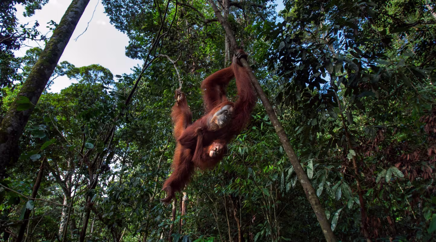 Femelle orang-outan de Sumatra (Pongo abelii) et son petit