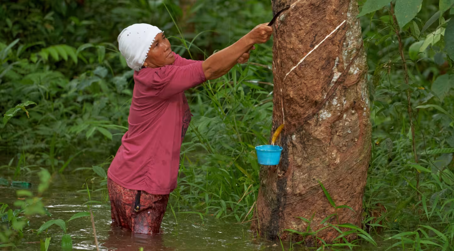 Femme récoltant du caoutchouc sur un hévéa (Hevea brasiliensis)