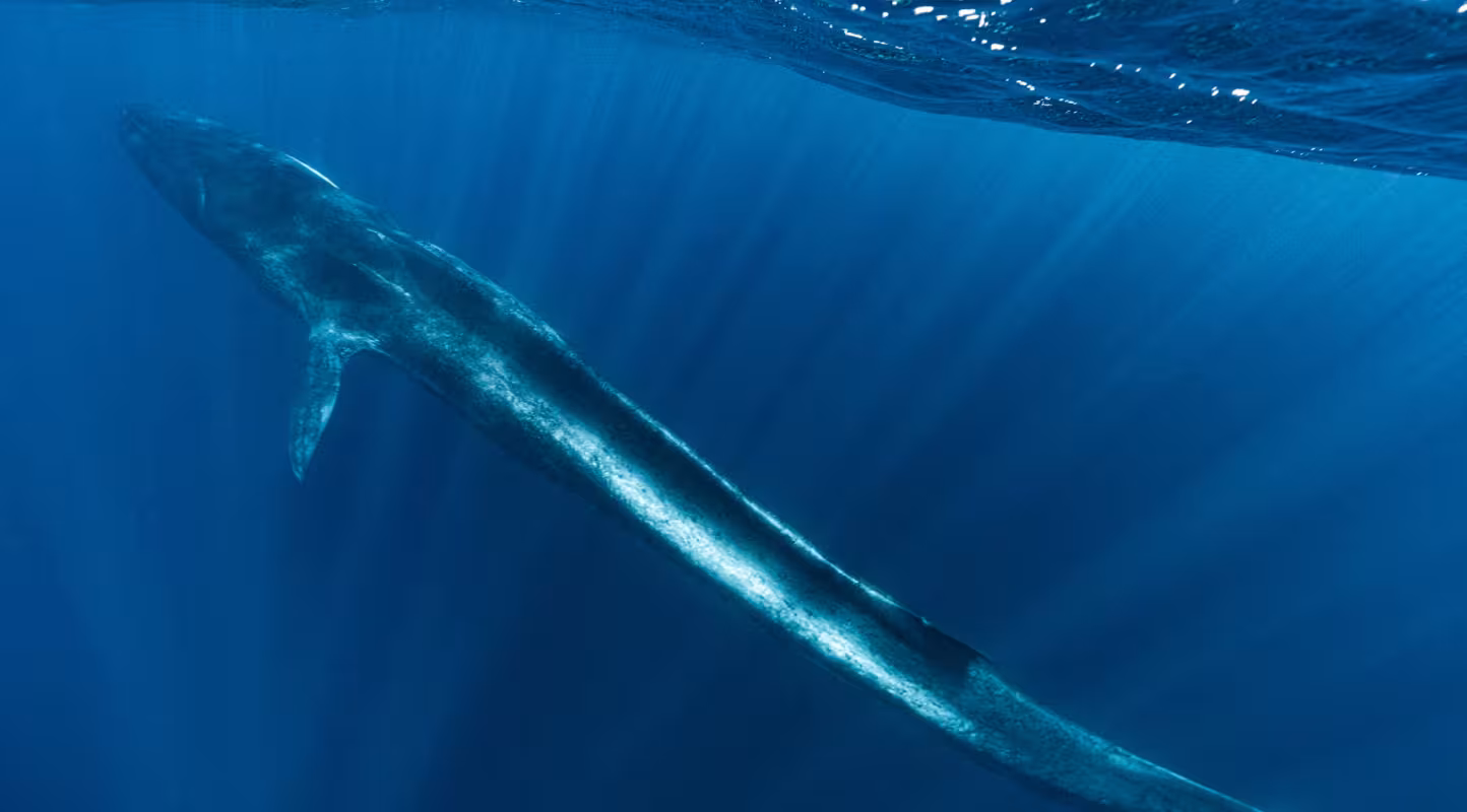 Flucker - Rorqual commun
