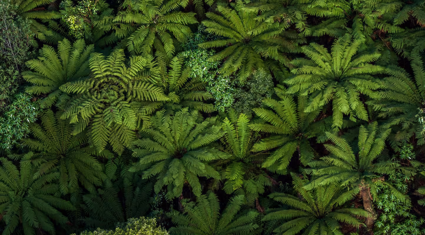 Vue aérienne des principales essences de la forêt d’État de Toolangi (Victoria, Australie), dominée par le frêne des montagnes (Eucalyptus regnans), l’un des plus grands végétaux à fleurs au monde, accompagné du myrte austral (Nothofagus cunninghamii) et des fougères arborescentes.