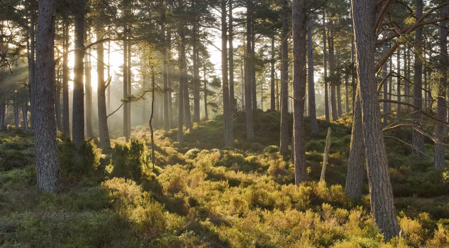 Forêt de pins calédoniens (pinus caribaea), Parc national des Cairngorms, Écosse