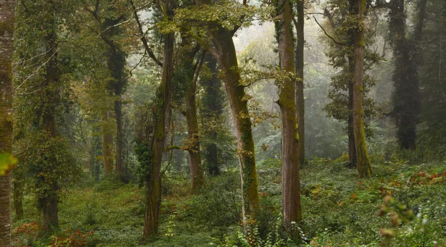 Projet Forestier de Tilhouse, dans les Hautes-Pyrénées