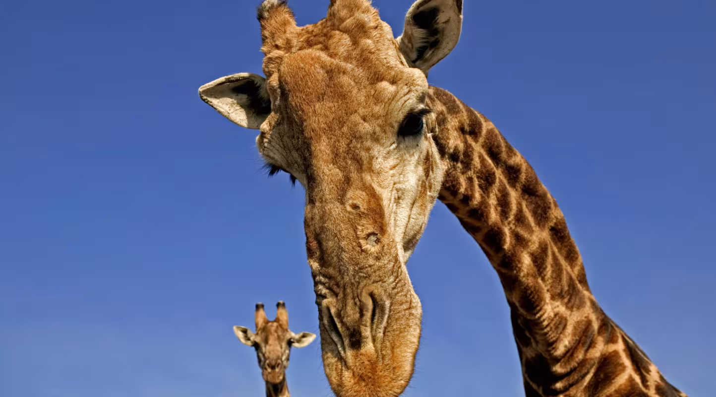 Girafe du Cap ou girafe australe (Giraffa camelopardalis giraffa). Les mâles adultes peuvent atteindre une hauteur de 5,4 mètres (18 pieds). Afrique du Sud. Répartition : Afrique australe.