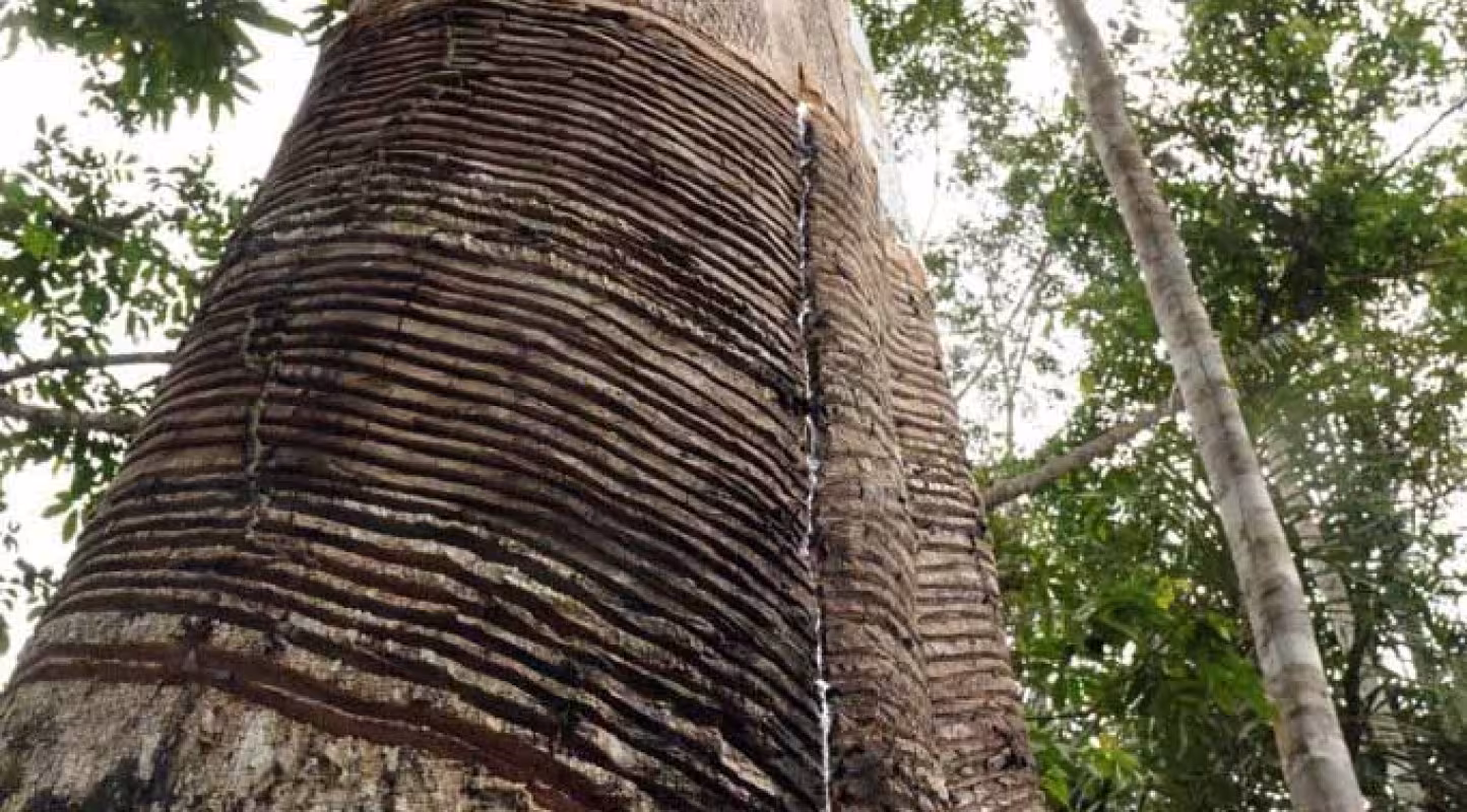 Hévéa (*Hevea brasiliensis*), lors de l'expédition du WWF-Brésil sur la rivière Aripuanã, en Amazonie (Brésil).
