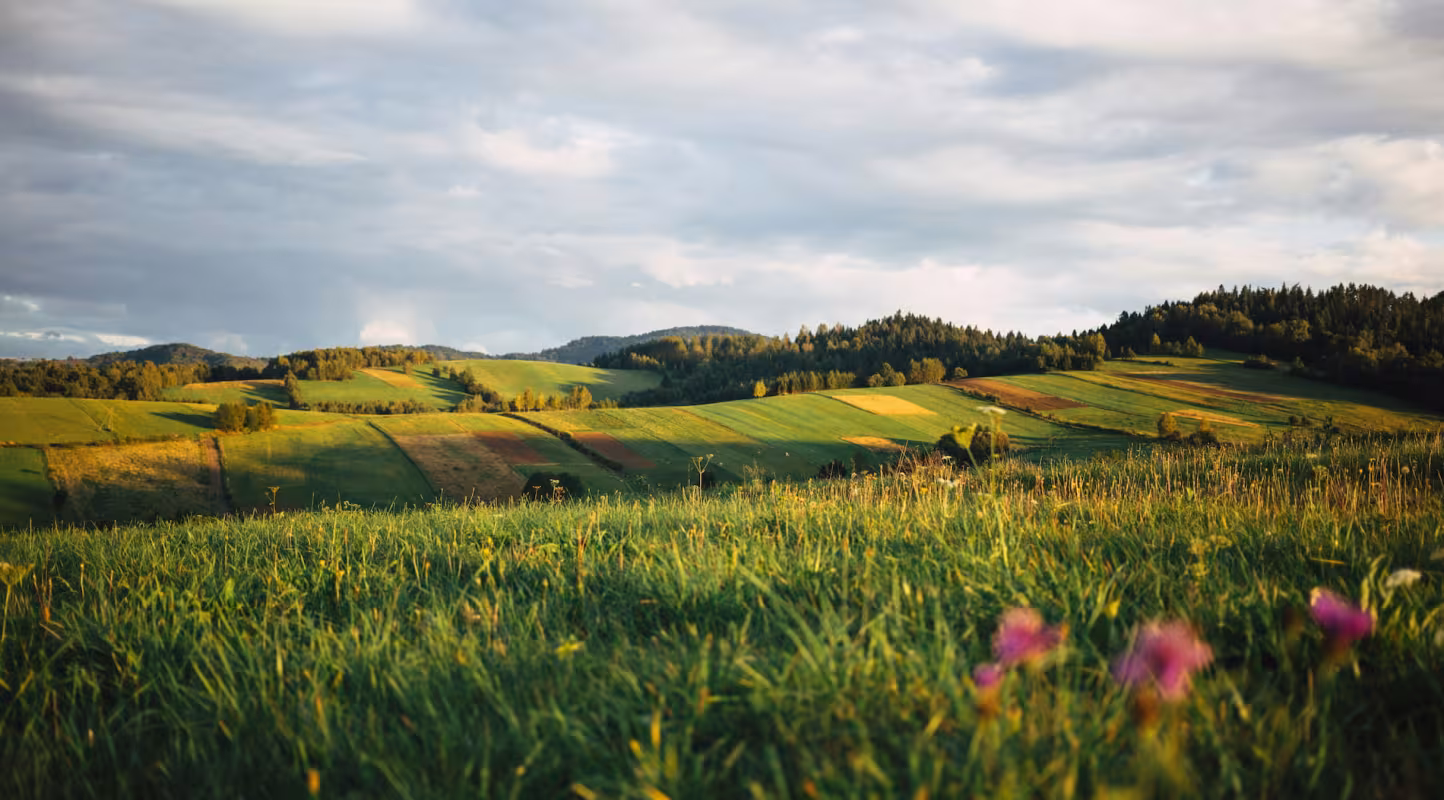 Paysage champ prairie colline - Lab Transition Nature @unsplash