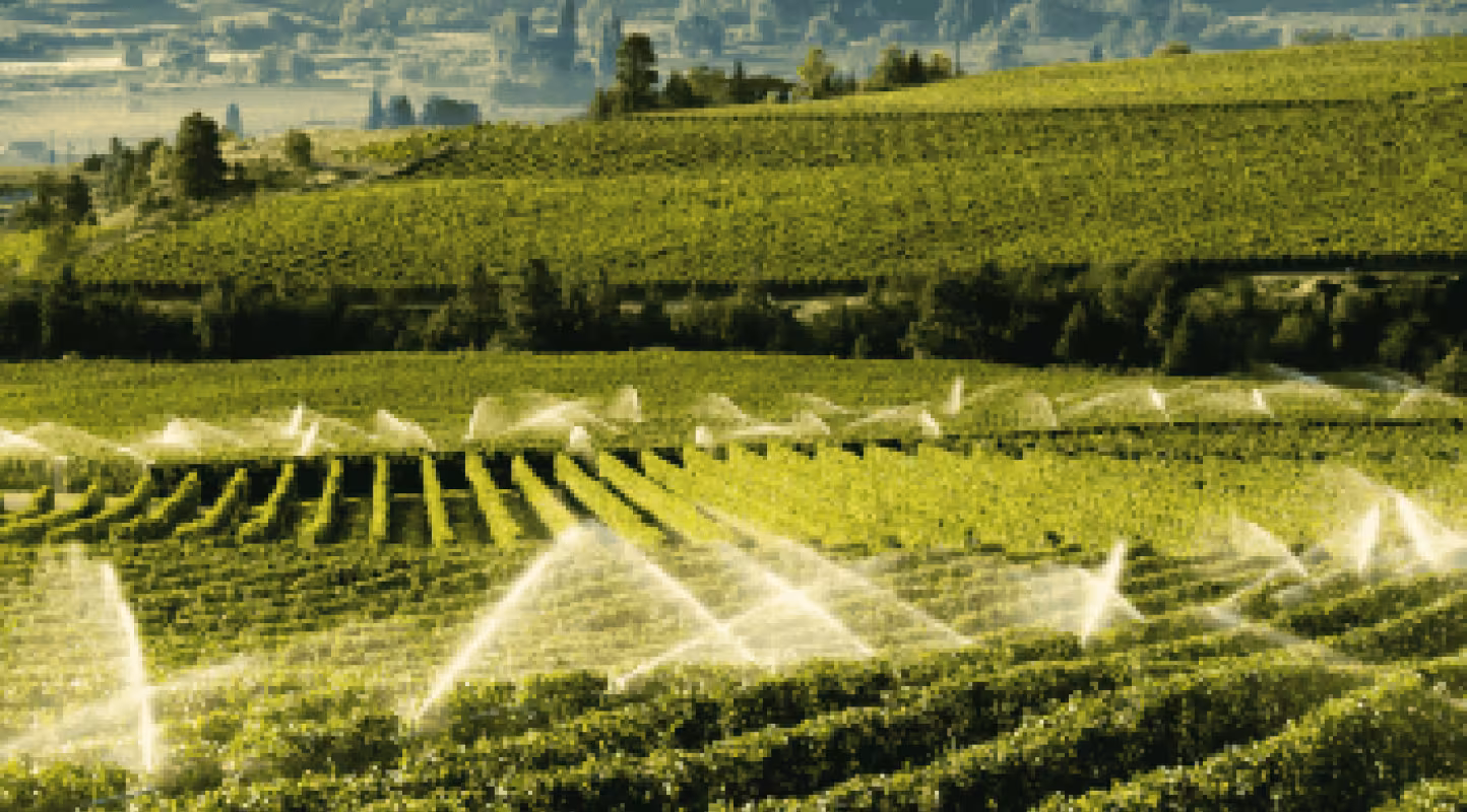 Irrigation agricole, vignes