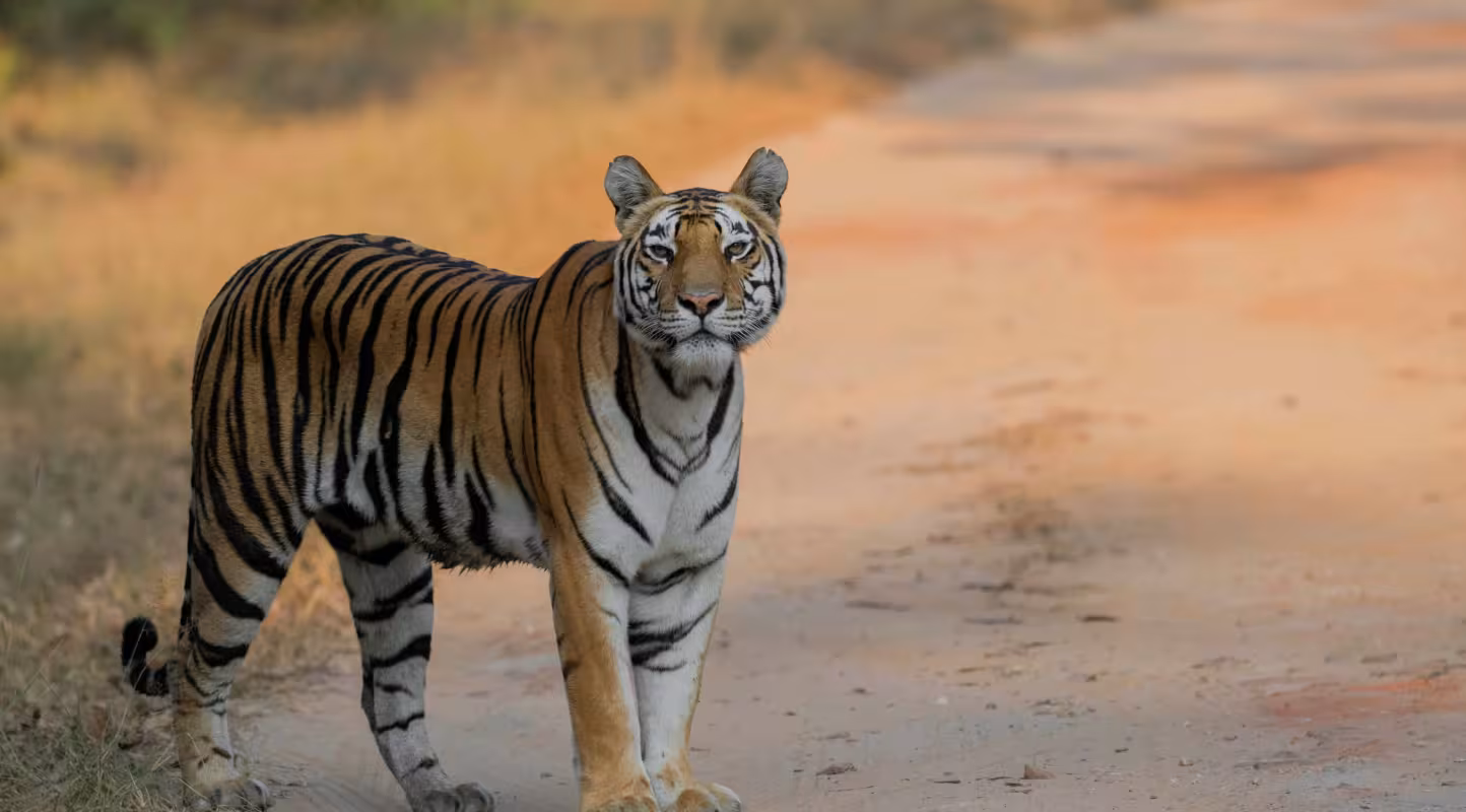 Tigre (Panthera tigris tigris) dans la réserve de tigres de Kanha, Madhya Pradesh, Inde.