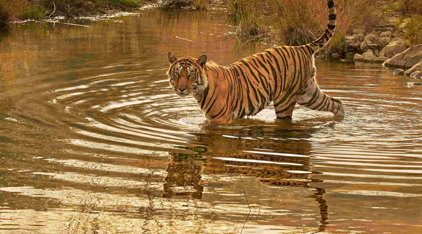 Tigre du Bengale (Panthera tigris) mâle « Jam » traversant une rivière, Ranthambore, Inde.