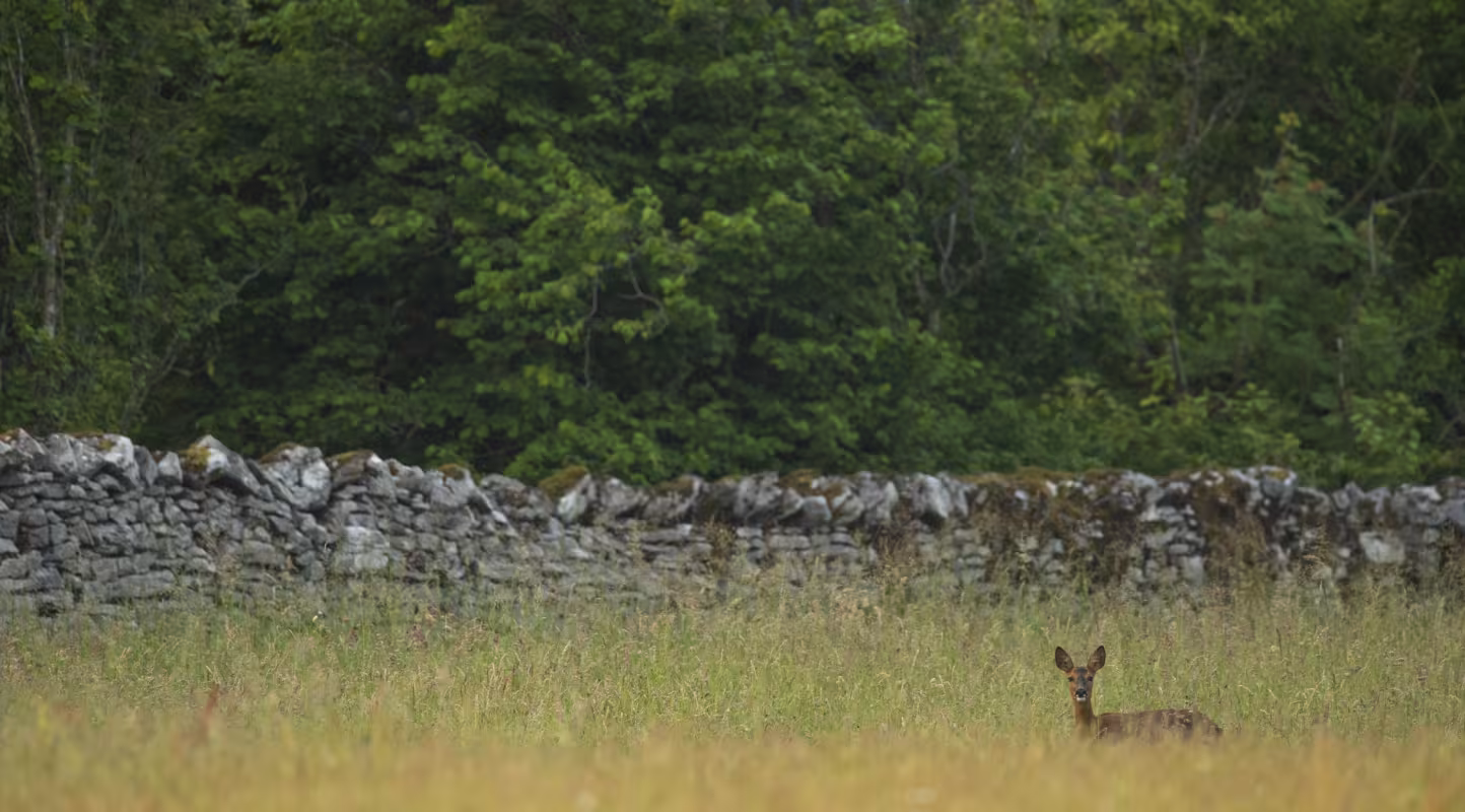 Chevreuil européen (Capreolus capreolus) femelle dans une prairie de fauche